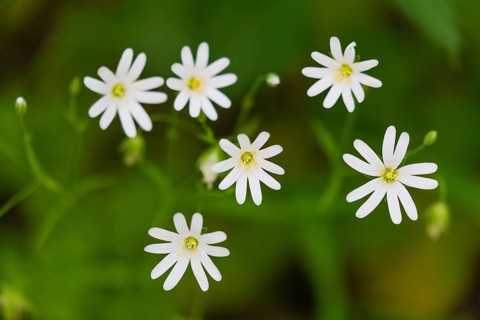 Greater Stitchwort (Stellaria holostea), blossom flowering in woodland in the springtime, Hesse,