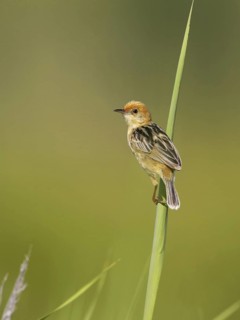 Golden-headed Cisticola (Cisticola exilis) male, Victoria, Australia
