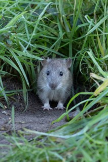 European brown rat (Rattus norvegicus) adult animal emerging from its burrow hole, England, United