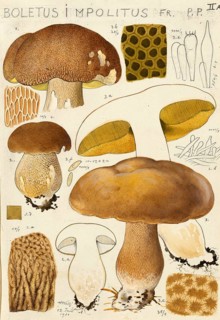Mushroom, fungi, Pale boletus, Hemileccinum impolitum, Syn. Boletus impolitus, authentic