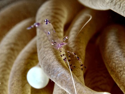 Transparent shrimp, Saravati anemone partner shrimp (Ancylomenes sarasvati), between beige