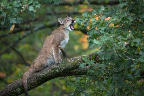 One young cougar, Puma concolor, sitting on a big branch high up in an oak tree