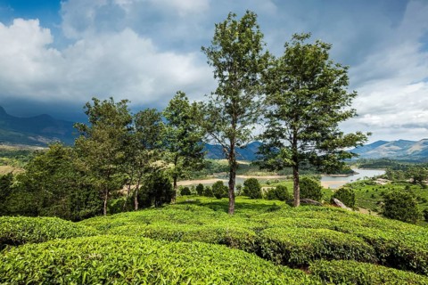 Kerala India travel background, green tea plantations in Munnar, Kerala, India