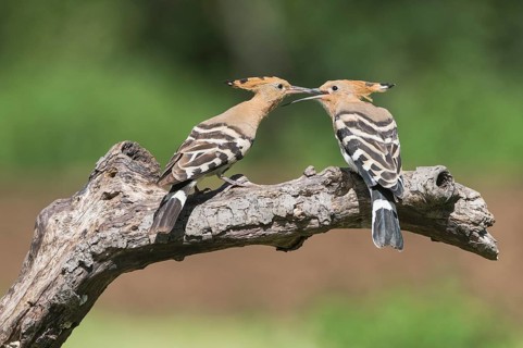 Eurasian Hoopoe (Upupa epops) female with juvenile, Aosta Valley, Italy