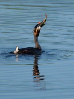 Great Crested Grebe (Podiceps Scalloped ribbonfish) with a large fish in its beak swimming on a