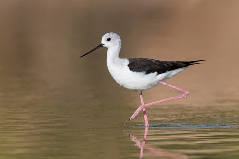 Black-winged Stilt (Himantopus himantopus) juvenile foraging, Eilat, Israel