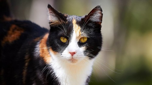Tricoloured cat with yellow eyes looks attentively into the camera, Kalithea, cat station, Rhodes,