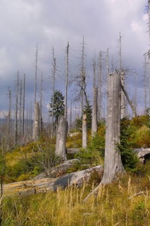 Dead trees are scattered in a vegetation-rich environment under a cloudy sky, Lusen, Bavarian