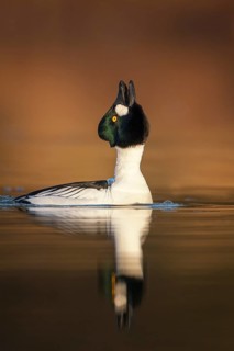 Common Goldeneye (Bucephala clangula) male displaying, Saxony-Anhalt, Germany