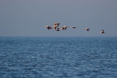 Common Eider (Somateria mollissima) group flying over the ocean, Netherlands
