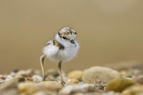 Little Ringed Plover (Charadrius dubius) chick, North Rhine-Westphalia, Germany