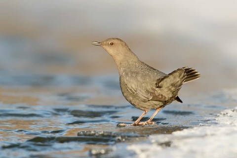 American Dipper (Cinclus mexicanus), British Columbia, Canada