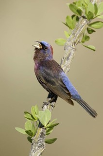 Varied Bunting (Passerina versicolor) singing, Arizona, USA