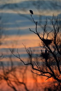 Grey Heron (Ardea cinerea), North Rhine-Westphalia, Germany