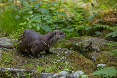 One Eurasian otter (Lutra lutra), resting on a mossy rock. Green vegetation and rocks around him