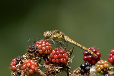 Common darter dragonfly (Sympetrum striolatum) adult female insect on a blackberry fruit in the
