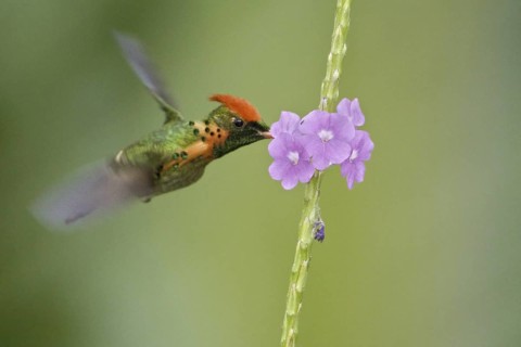 Rufous-crested Coquette (Lophornis delattrei), Trinidad and Tobago