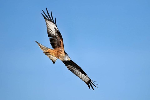 Red Kite, Red Kite, Montagu's Harrier, Montagu's Harrier (Milvus milvus), in flight, Canton Aargau,
