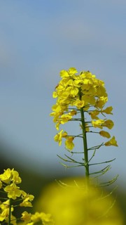 Rapeseed (Brassica napus), yellow flower in a rapeseed field, Limburg, Hesse, Germany
