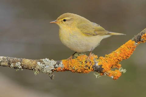 Willow Warbler (Phylloscopus trochilus) perched on lichen branch, Andalusia, Spain