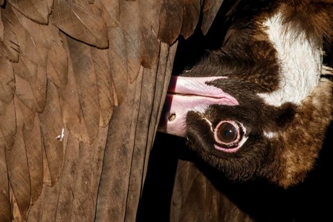 Cinereous Vulture (Aegypius monachus) preening their feathers, Castile and Leon, Spain
