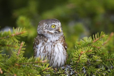 Eurasian Pygmy Owl (Glaucidium passerinum), Vorarlberg, Austria