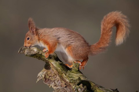 Red squirrel (Sciurus vulgaris) adult animal on a tree stump in winter, Scotland, United Kingdom