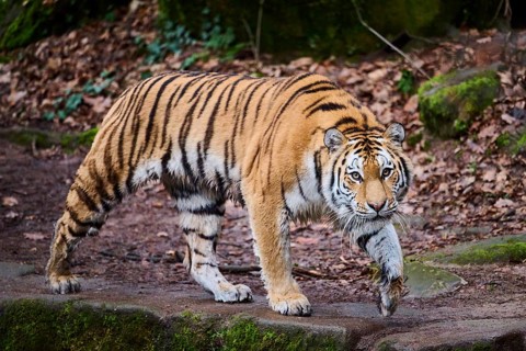 Siberian tiger or Amur tiger (Panthera tigris altaica) walking on the ground, captive, habitat in