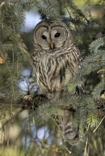 Barred Owl (Strix varia), USA