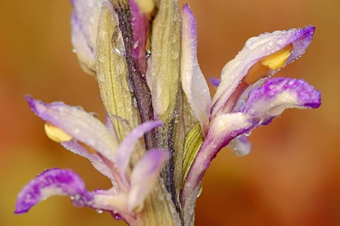 Violet limodore (Limodorum abortivum), flowers, Provence, southern France