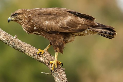 Common Buzzard (Buteo buteo), perched on a trunk, Castile and Leon, Spain