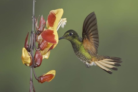 Buff-tailed Coronet (Boissonneaua flavescens), Ecuador
