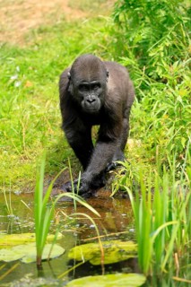 Western gorilla (Gorilla gorilla), young animal, at the water, splashing, playing, discovering