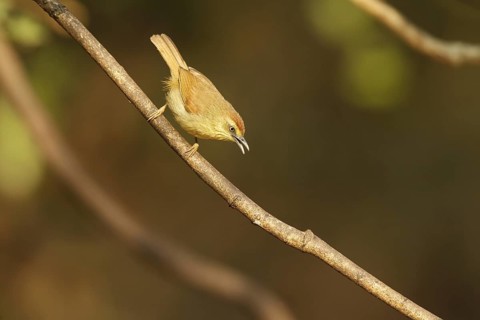 Pin-striped Tit-Babbler (Macronus gularis), Kaeng Krachan, Thailand