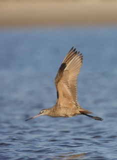 Marbled Godwit (Limosa fedoa) flying, Texas, USA