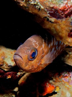 A glass-eyed large-eyed cichlid (Heteropriacanthus cruentatus) hides in the coral reef, Coral