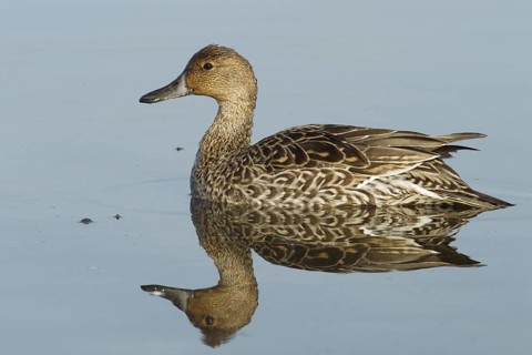 A female Northern Pintail floating on clear blue water at Colusa National Wildlife Refuge