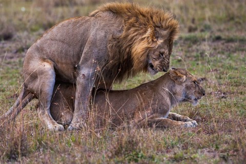 Lion (Panthera leo) mating, South Africa