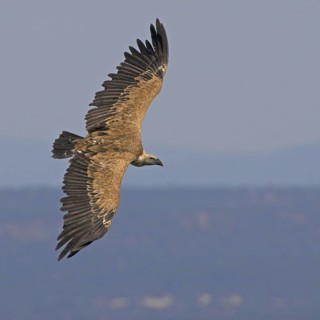 Griffon Vulture (Gyps fulvus)