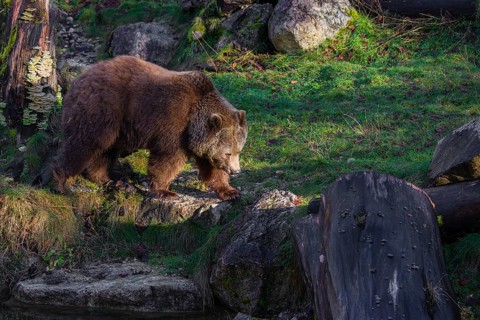 An adult female brown bear (Ursus arctos arctos) walks through hilly terrain with trees and rocks