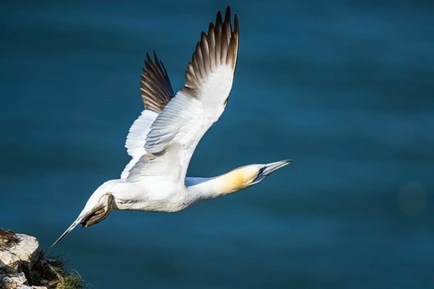 Northern Gannet, Morus bassanus, bird in flight over sea, Bempton Cliffs, North Yorkshire, England,