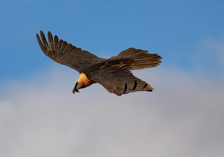Old bearded vulture (Gypaetus barbatus) in flight, Catalonia, Pyrenees, Spain