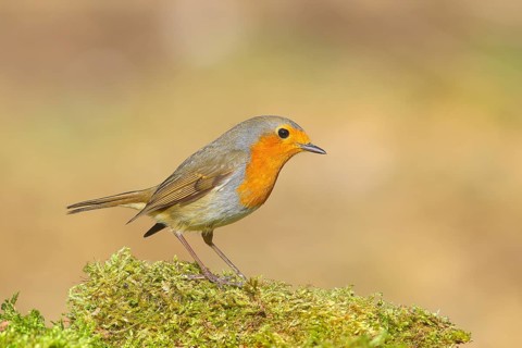 Robin (Erithacus rubecula), foraging, winter feeding, standing on moss, wildlife, songbirds,