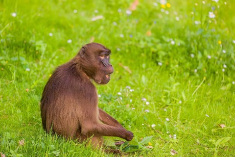 A Gelada (Theropithecus gelada), or bleeding-heart monkey sits in a flowering meadow, eating grass