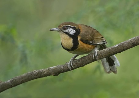 Greater Necklaced Laughingthrush (Garrulax pectoralis), Darjeeling, India