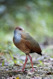 Rufous-naped Wood Rail (Aramides albiventris albiventris), Peten, Guatemala