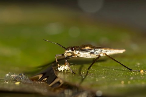 Common pond skater (Gerris lacustris) adult insect feeding on a Whitefly on a water lily pad or
