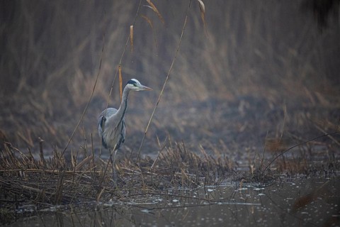 Grey heron (Ardea cinerea) Germany
