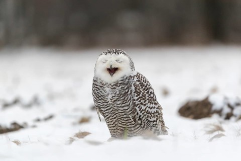 One snowy owl, Bubo scandiacus, Bubo scandiaca, Nyctea scandiaca sitting on a snowy meadow,