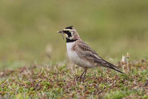 Horned Lark (Eremophila alpestris), Varanger, Norway